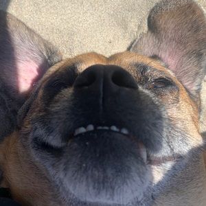 Meet your Posher, Henry